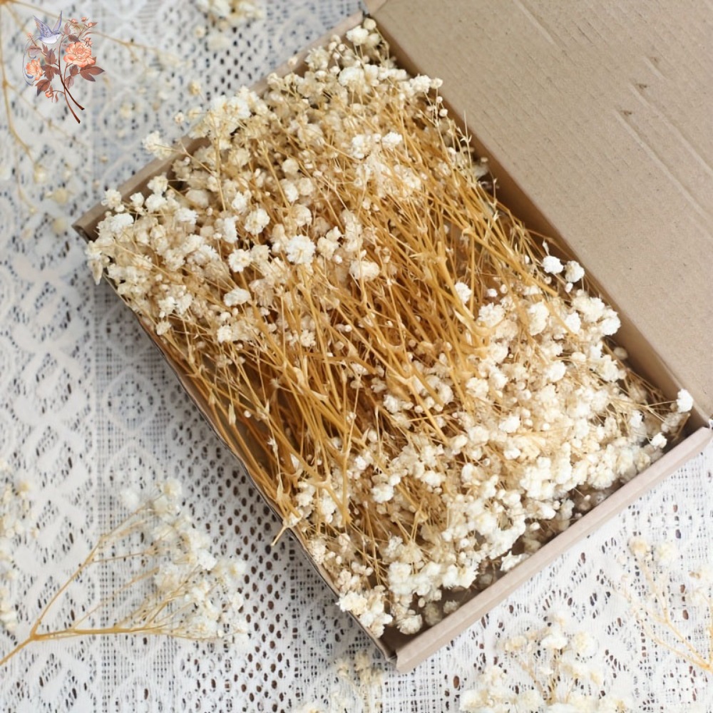 Embellish Craft - 100 adet Mini Kurutulmuş Cipso Çiçeği,